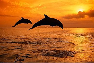 《Spy Drops》Steam页面上线 致敬合金装备潜行动作